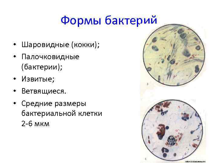 Предмет и задачи медицинской микробиологии. основы классификации микроорганизмов. морфология и физиология микроорганизмов