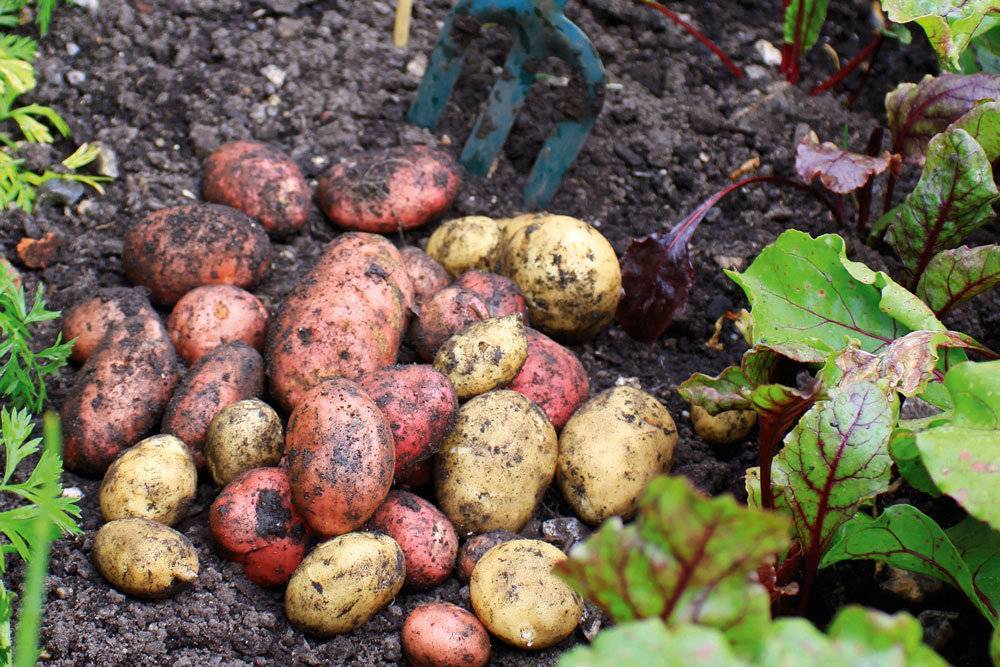 Какое расстояние должно быть при посадке картофеля: 7 условий