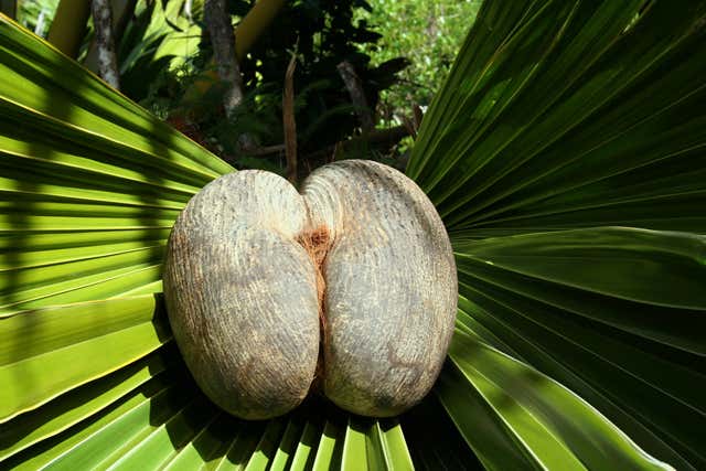 Сейшельский орех: польза, вред, как едят коко-де-мер, рецепты