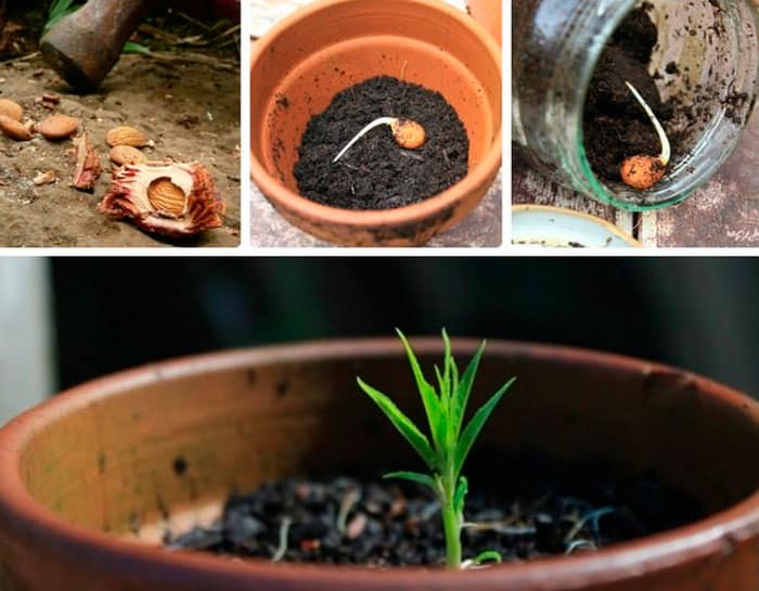 Как вырастить орех макадамия в домашних условиях: можно ли самому осуществить посадку киндаля и пошаговая инструкция выращивания