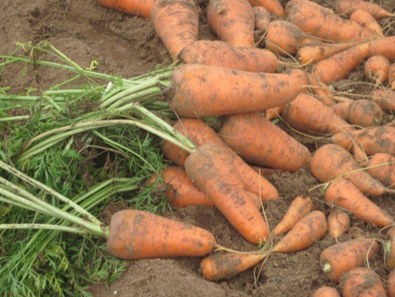 Как вырастить морковь и сохранить хороший урожай – советы новичкам
