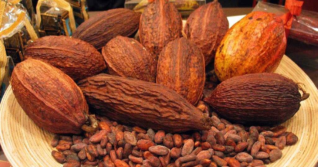 Какао-бобы - состав и свойства. польза какао-бобов