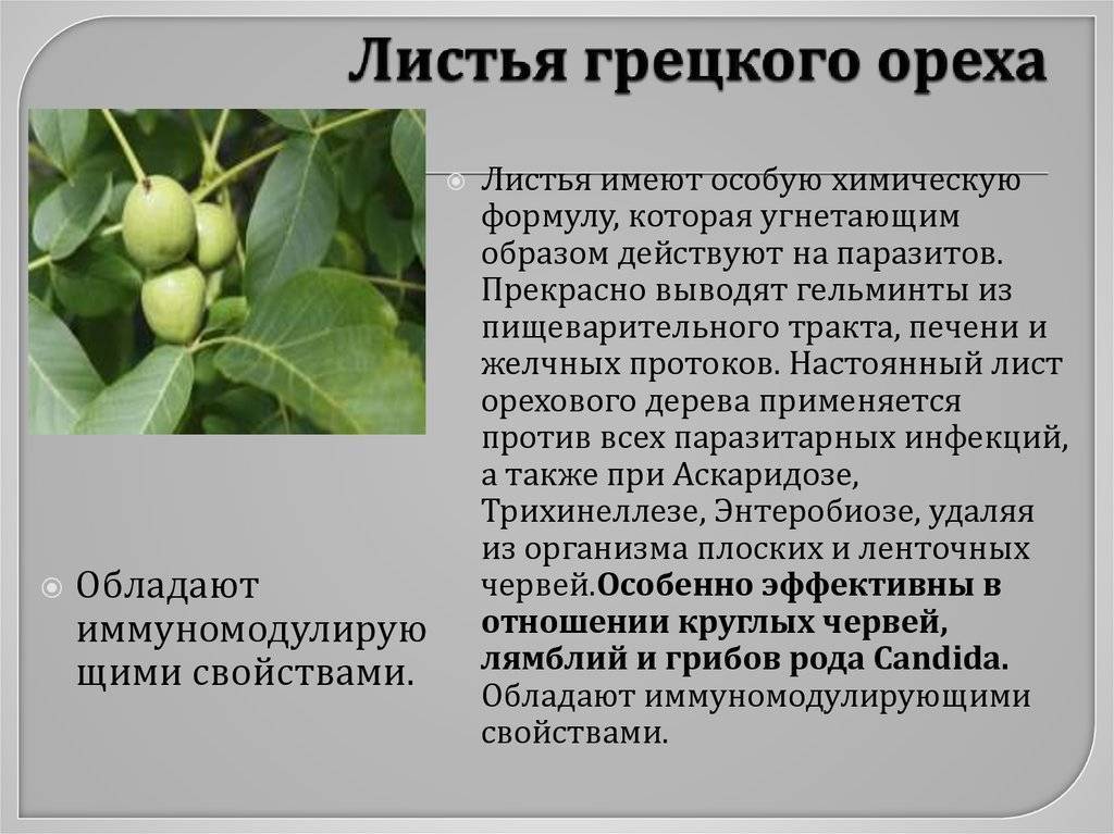 Листья грецкого ореха: полезные и лечебные свойства, применение в народной медицине, вред, польза масла, чая
