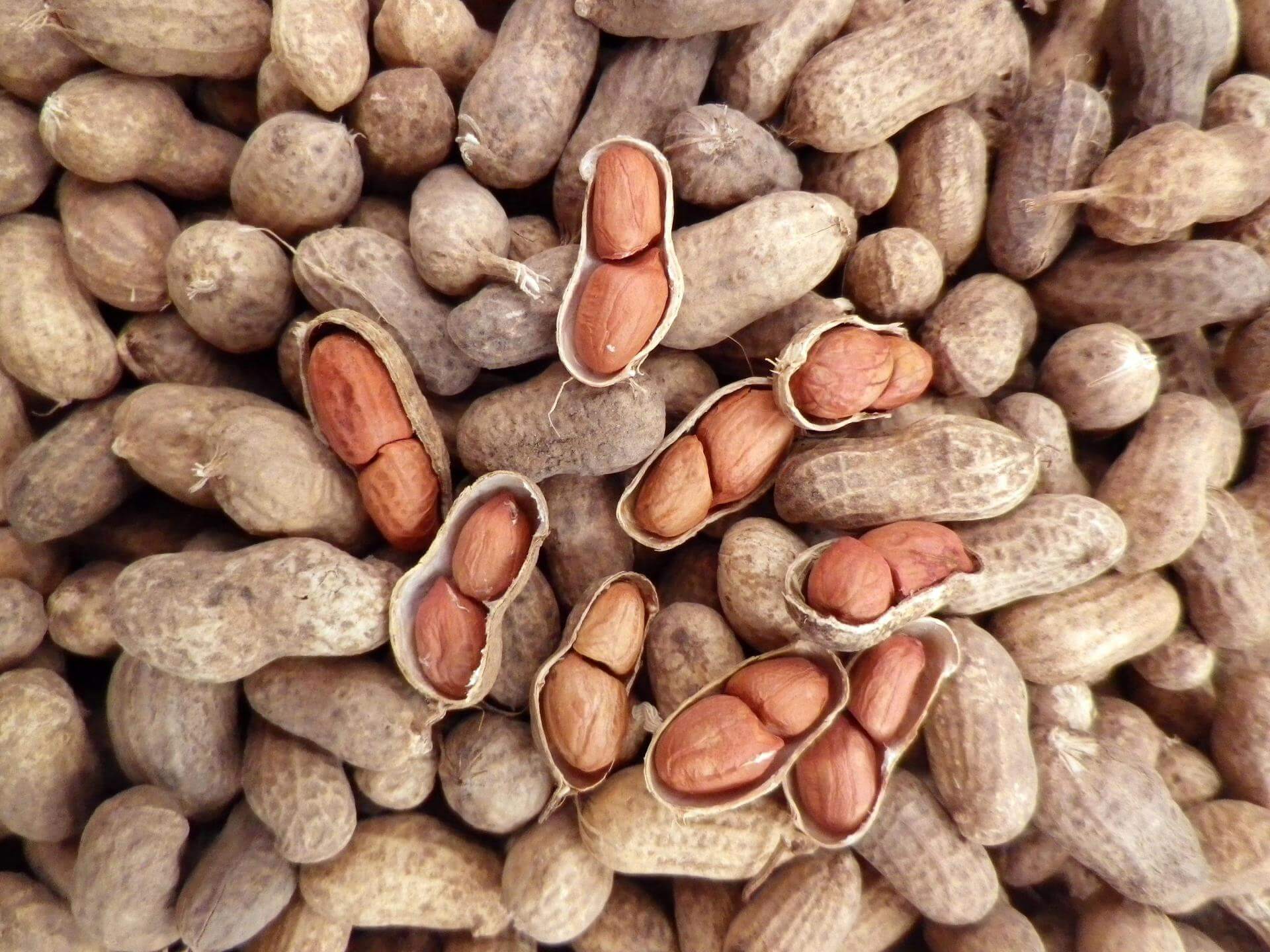 Что более полезно арахис или грецкий орех | польза и вред