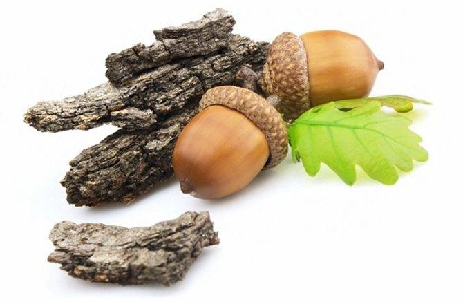 Жёлудь - описание растения и плода, полезные свойства и применение, как вырастить дуб из желудя в домашних условиях