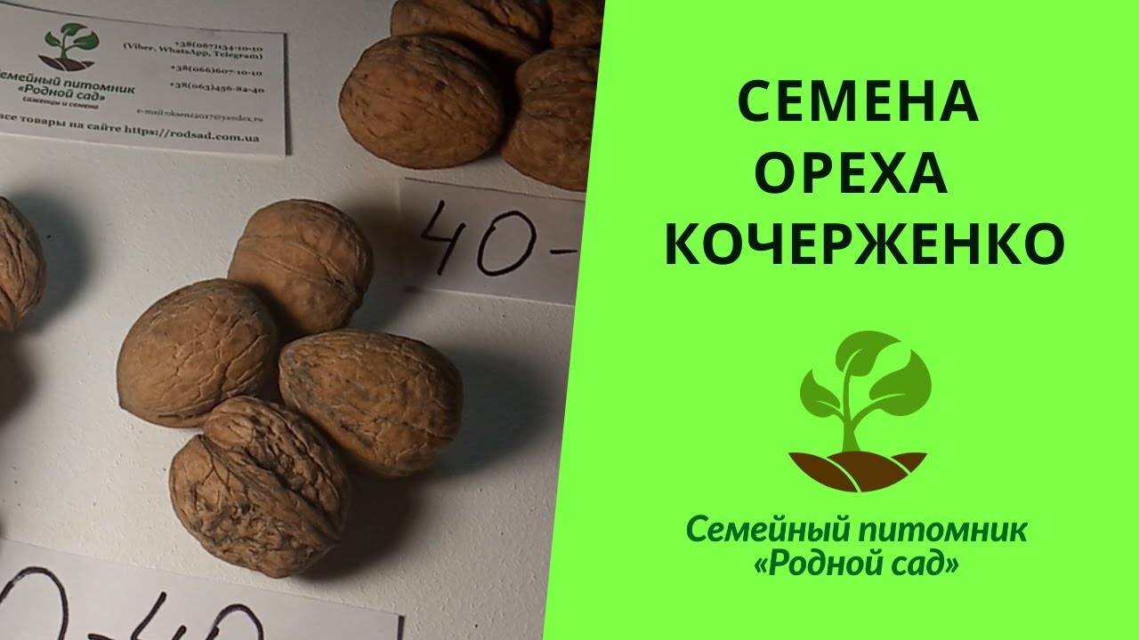 Описание, характеристика и правила выращивания сорта грецкого ореха Кочерженко. В чем его польза и вред?