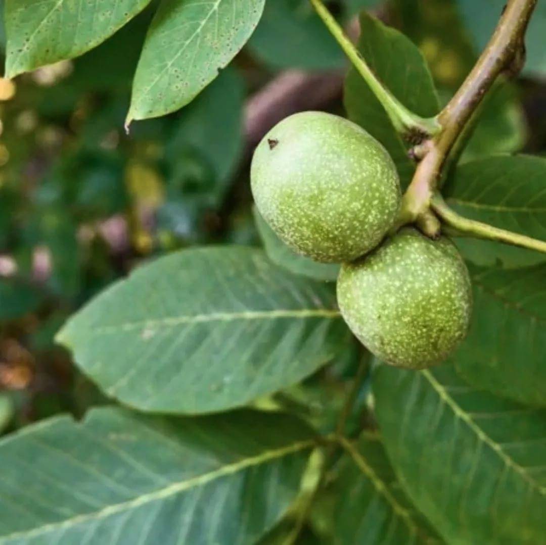 Листья грецкого ореха: свойства, применение, чай, отвар