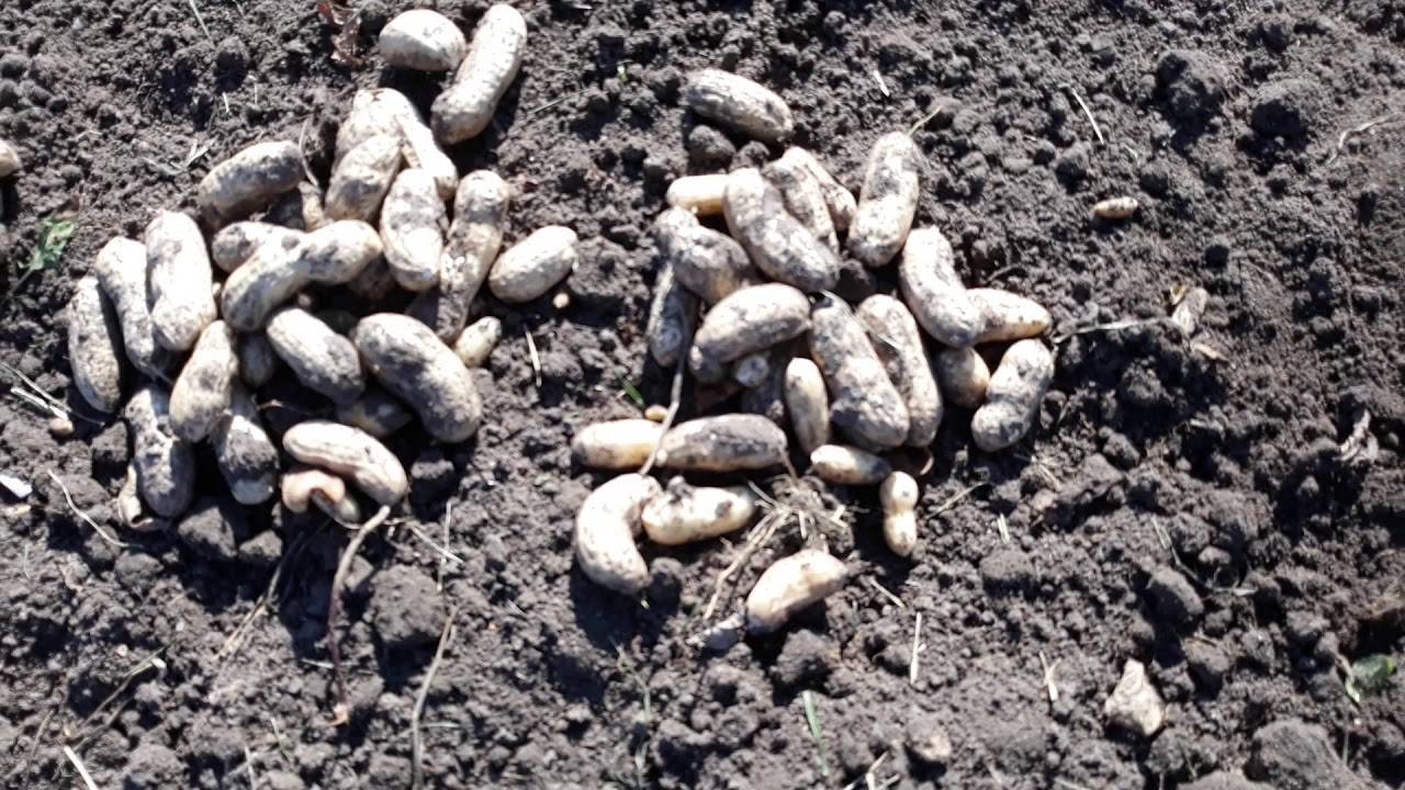 Выращиваем арахис на огороде