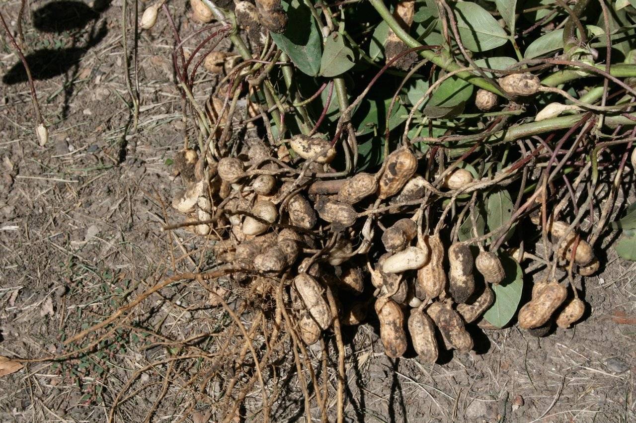 Выращивание арахиса | россельхоз.рф