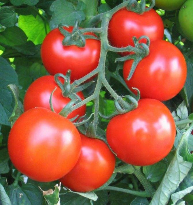 Лечо из перца и помидоров на зиму - 10 простых и самых вкусных рецептов приготовления с фото пошагово