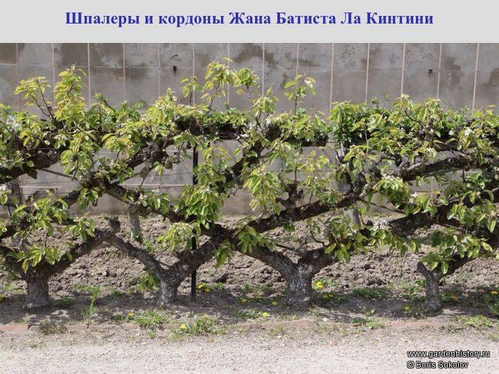 Формировка винограда методом кордон горизонтальный и наклонный