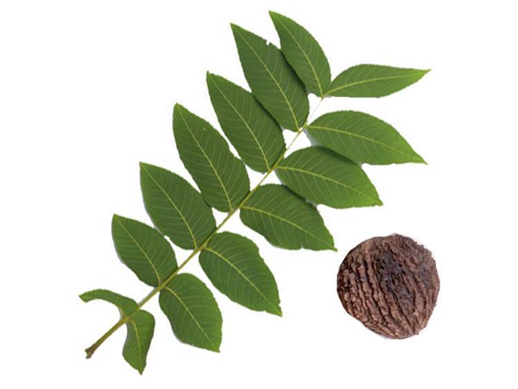 Листья чёрного ореха: свойства и применение