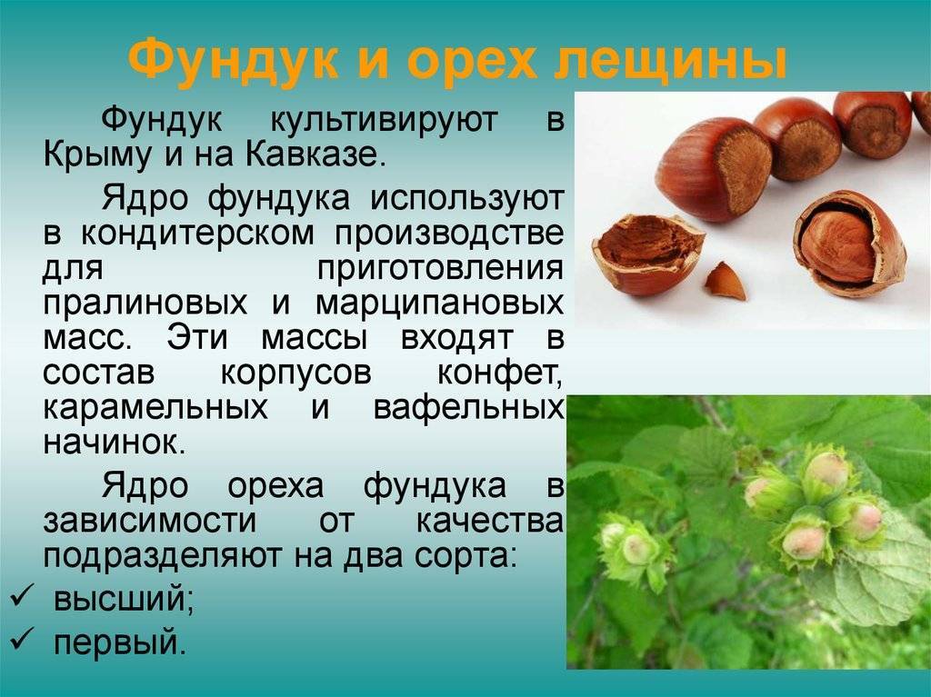 Фундук — лесной орех