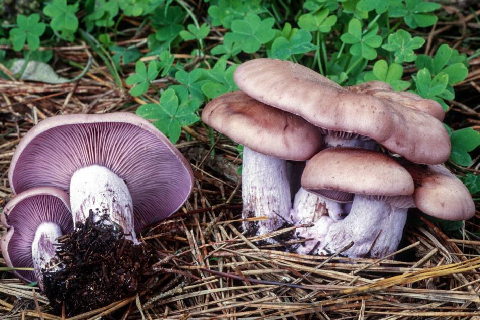 Малоизвестные грибы рядовки и рецепты их приготовления. засолка рядовки фиолетовой горячим способом