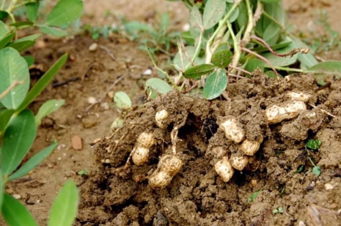 Как правильно посадить и вырастить арахис на огороде: инструкция и полезные советы