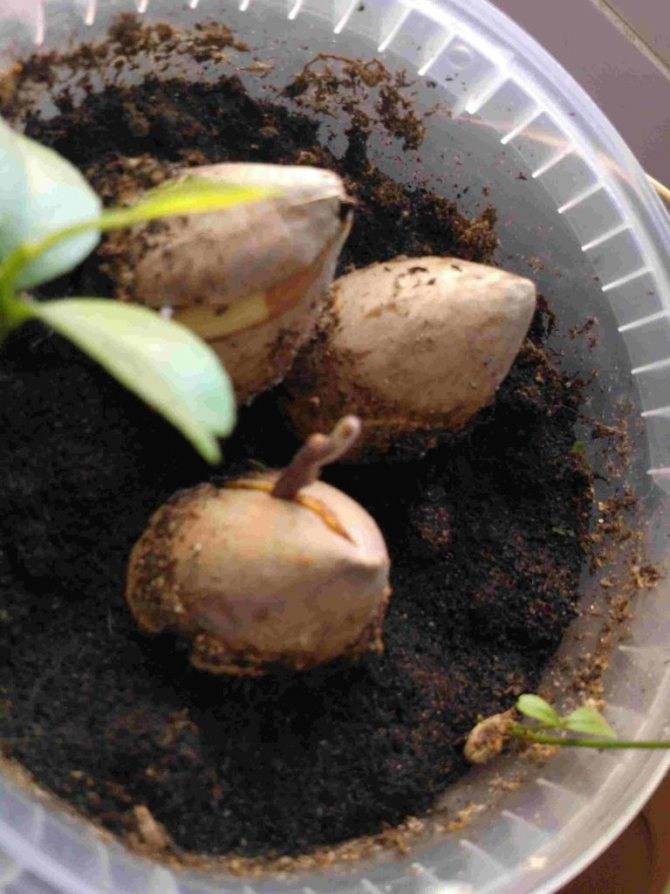 Как вырастить и посадить фундук из ореха в домашних условиях