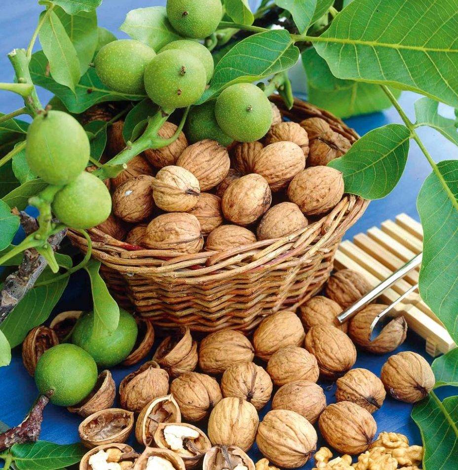 К чему снятся грецкие орехи: значение сна, в котором приснилось собирать, очищать от скорлупы или кушать плоды