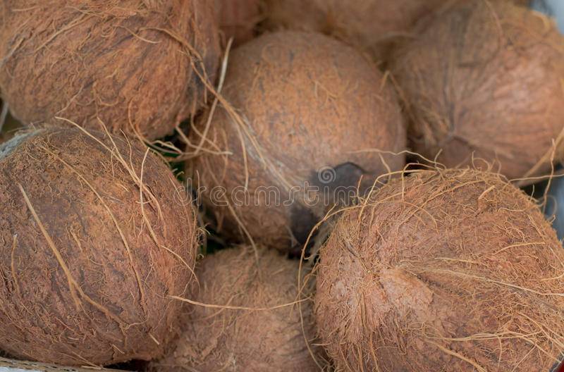 Интересные факты о кокосах (чем они полезны или вредны)