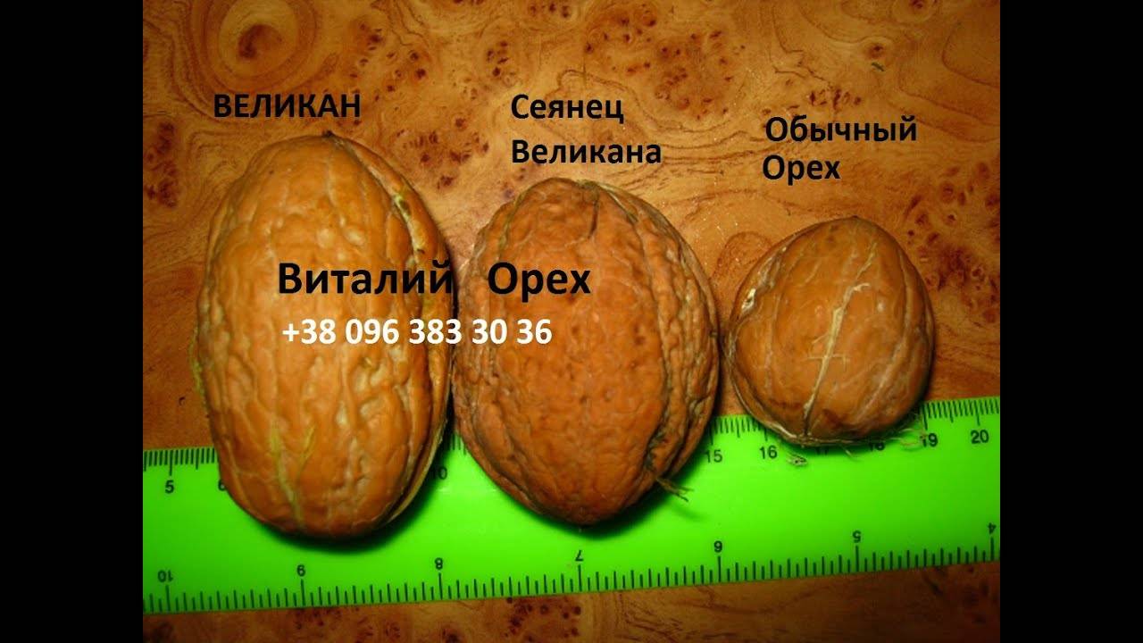 Чем хорош грецкий орех «трофей»: отличительные характеристики и описание сорта