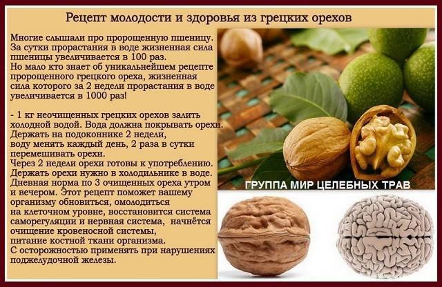 Грецкий орех: польза и вред для организма, применении в народной медицине
