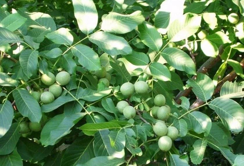 Описание и характеристики грецкого ореха сорта идеал, выращивание и уход - всё про сады