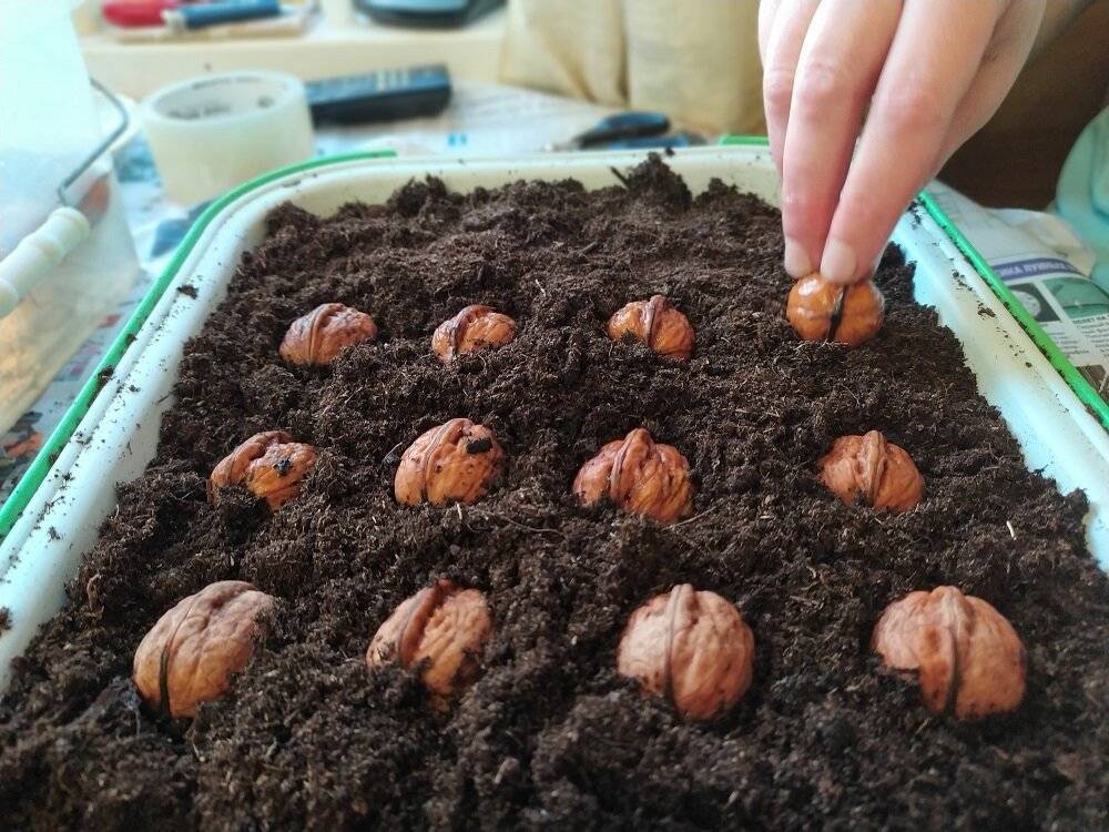 Саженцы грецкого ореха - как правильно посадить, выбор и уход
