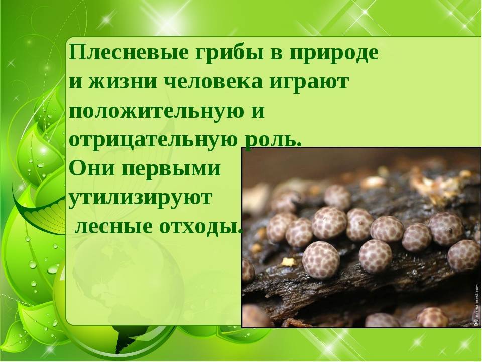 Реферат - значение грибов в природе и жизни человека.