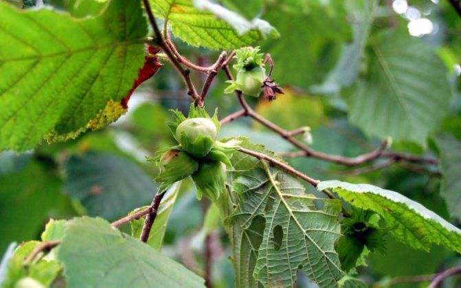 Лещина - полезные свойства и противопоказания к применению плодов, коры и листьев орешника лещина
