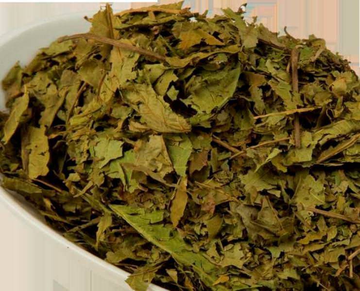Полезные свойства листьев грецкого ореха, народные рецепты и противопоказания
