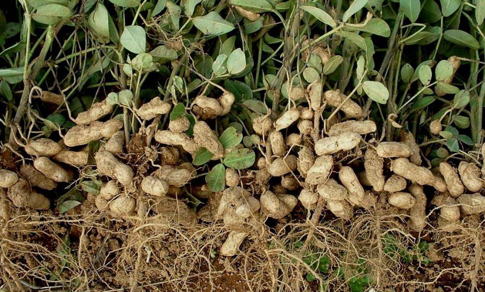 Земляной орех — как вырастить арахис своими руками? польза, вред и особенности выращивания (105 фото)