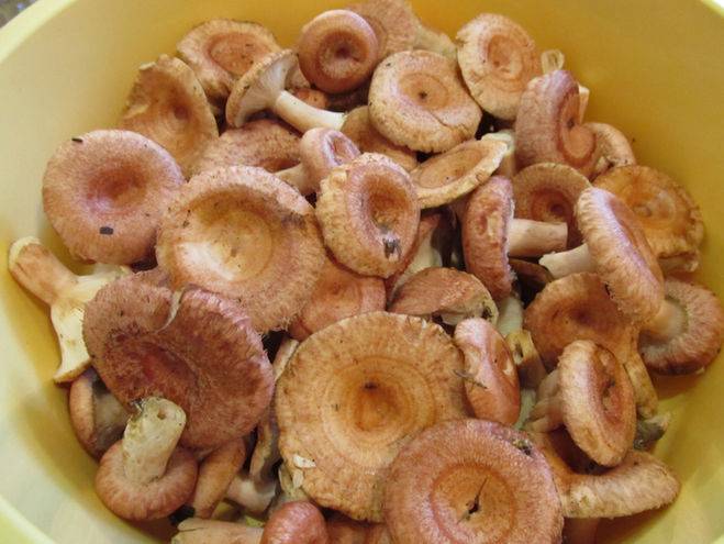 Как посолить белянки (белые волнушки) на зиму: засолка грибов холодным, горячим способом