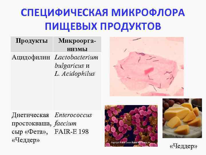 Микрофлора животного и растительного сырья презентация, доклад, проект