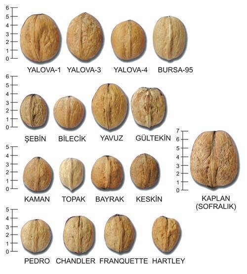 Сорта грецкого ореха: виды, описание, правила выбора