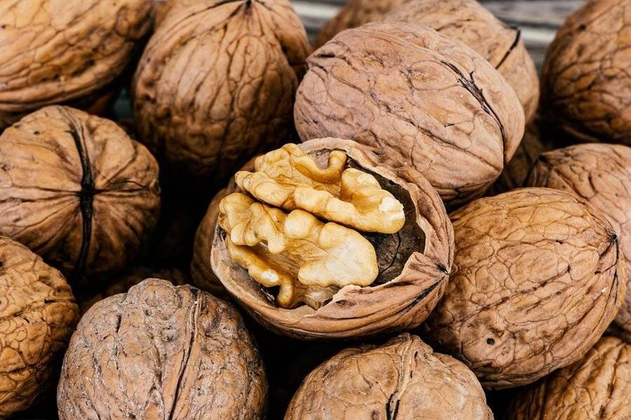 Выращивать грецкий орех в казахстане - не экзотика — портал ореховод