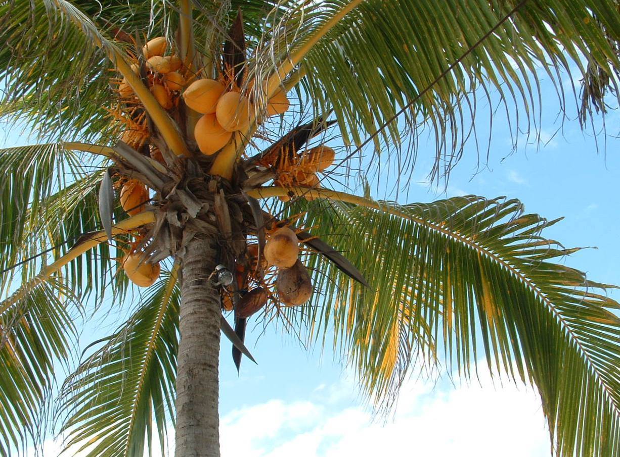 Кокосовая пальма – дерево с очень полезными и «глазастыми» плодами