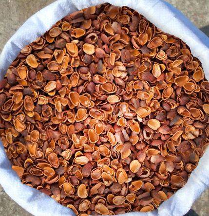 Настойка скорлупы кедровых и грецких орехов: рецепт и польза