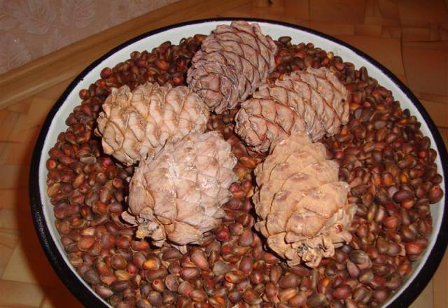 Как хранить кедровые орехи в домашних условиях