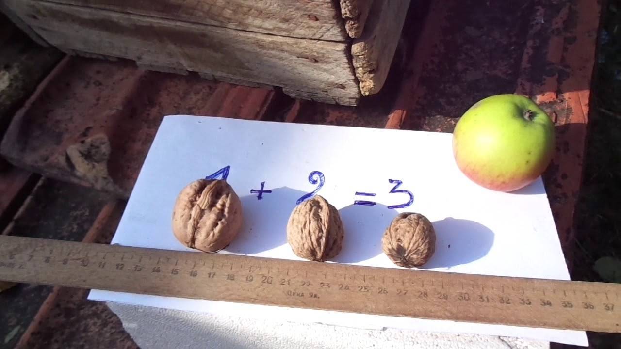 Простые советы, как вырастить грецкий орех из ореха осенью
