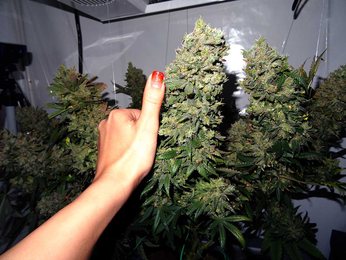Как правильно выращивать бошки те кто выращивают марихуану