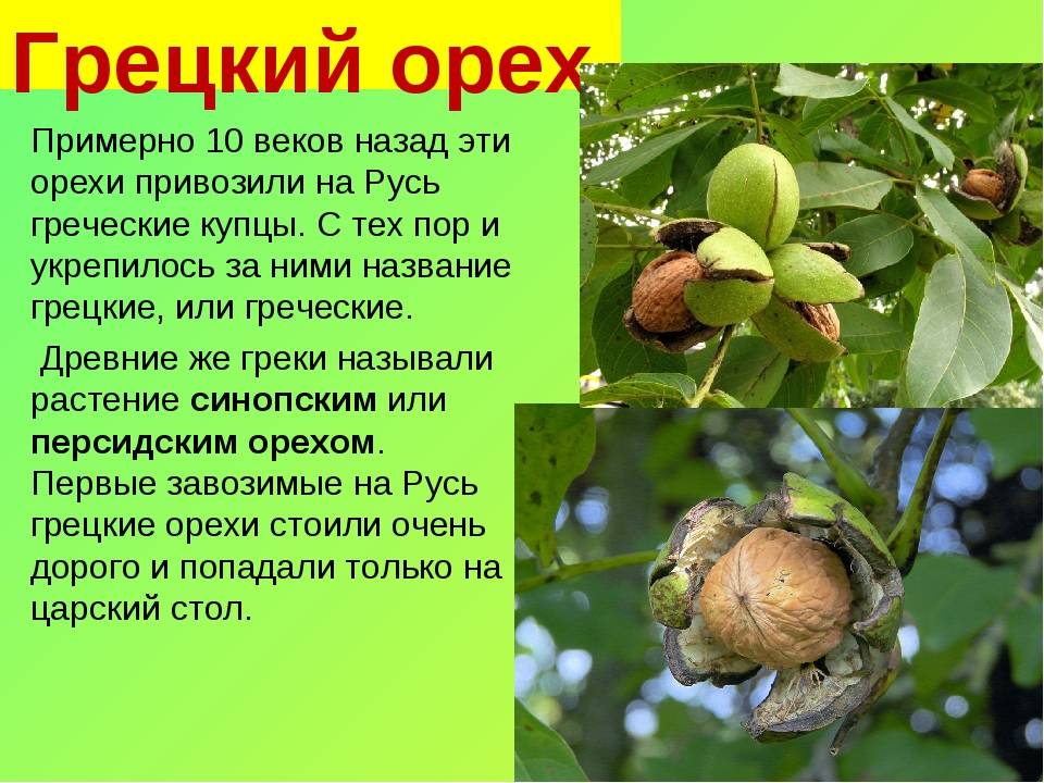 Виды орехов - полный обзор сортов от а до я. 100 фото, видео, отзывы, лучшие сорта, польза и вред для человека