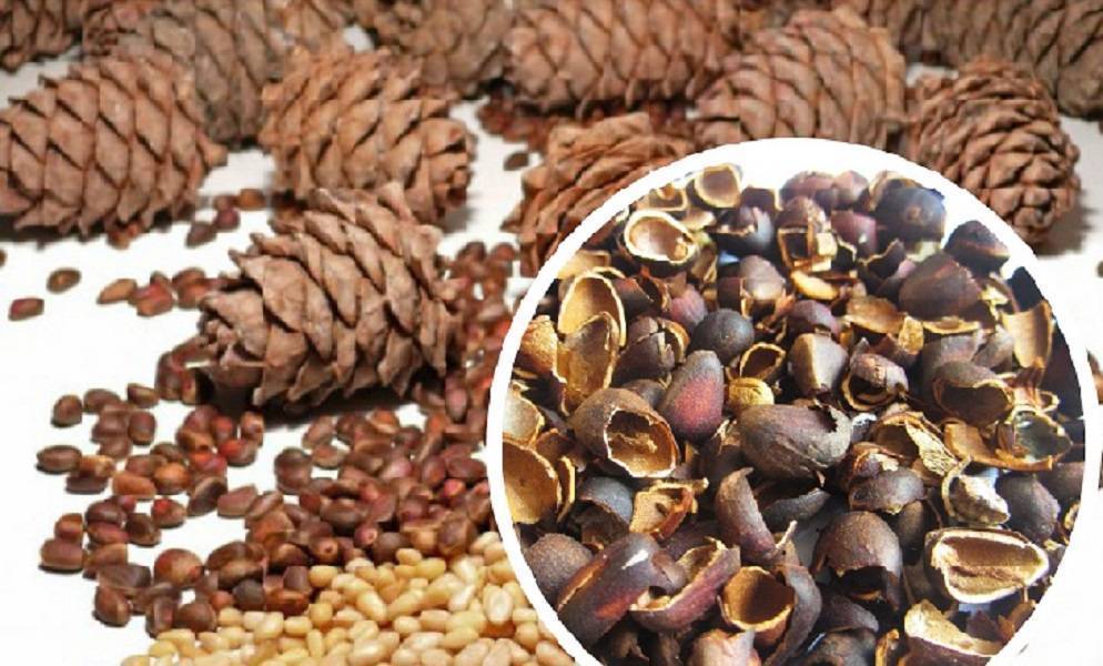 10 способов приготовления настойки на скорлупе кедрового ореха