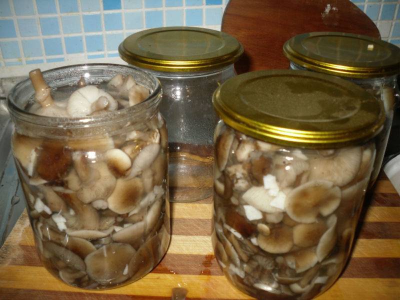 Маринованные грибы - лучшие рецепты. как правильно и вкусно приготовить маринованные грибы. - автор екатерина данилова - журнал женское мнение