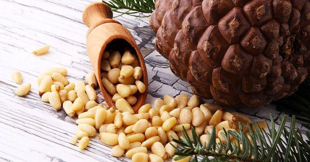 Кедровые орехи: польза и вред для организма, сколько нужно съесть