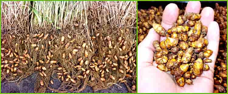 Чуфа земляной миндаль посадка и уход выращивание из семян земляной орех чуфа польза и вред