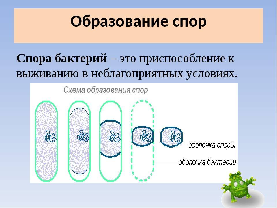 Форма спор бактерий. Образование спор у бактерий 5 класс биология. Строение спор бактерий. Споры микроорганизмов строение. Спора бактерий строение.