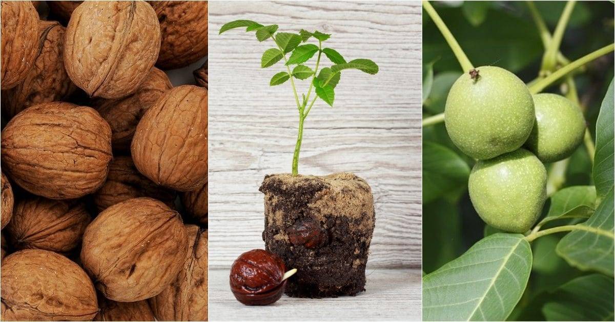 Как вырастить грецкий орех: особенности посадки и ухода, выращивание крупного и как правильно сажать весной, каков должен быть грунт и расстояние между деревьями?