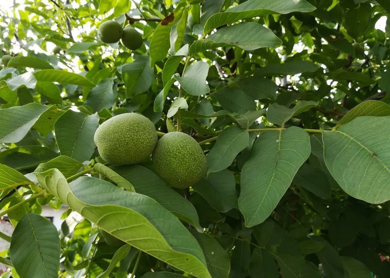 Дерево грецкий орех: как посадить и вырастить здоровое дерево? 115 фото и видео инструкции