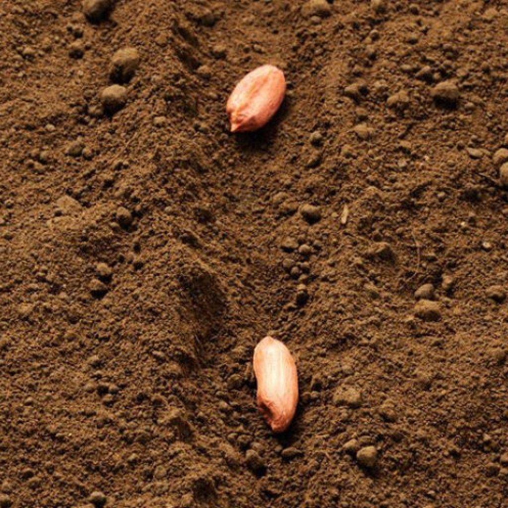 Как растёт арахис: как выращивать арахис на огороде в теплице в средней полосе + фото