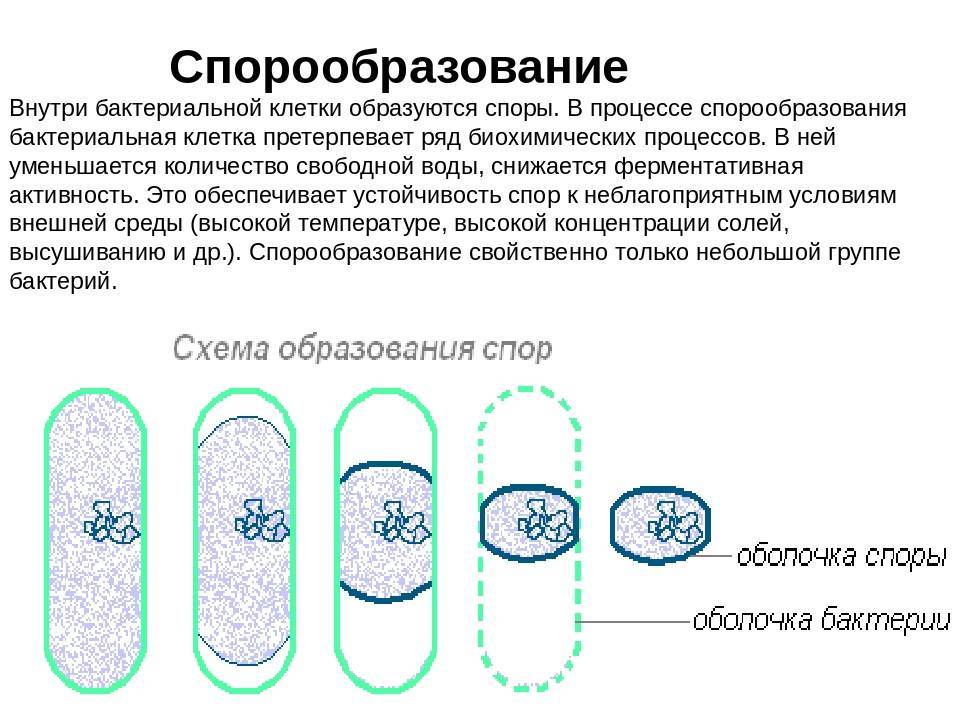 У бактерий при неблагоприятных условиях жизни. Схема спорообразования у бактерий микробиология. Процесс спорообразование бактерий. Образование спор у бактерий строение. Размножение бактерий и образование спор.