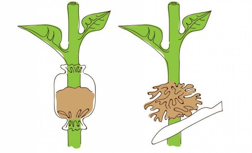 Размножение грецкого ореха черенками из веток: как вырастить дерево из зеленого побега, можно ли в домашних условиях и преимущества, недостатки, виды процедуры